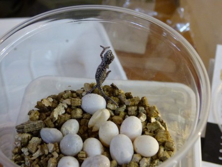 zoopark-zajezd-chameleon-kobercovy-furcifer-lateralis